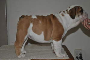 pup 1B