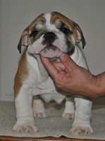 pup 2